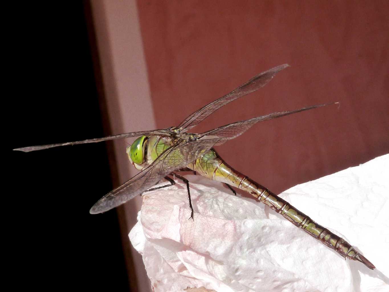 Visita notturna inattesa: Anax parthenope femmina